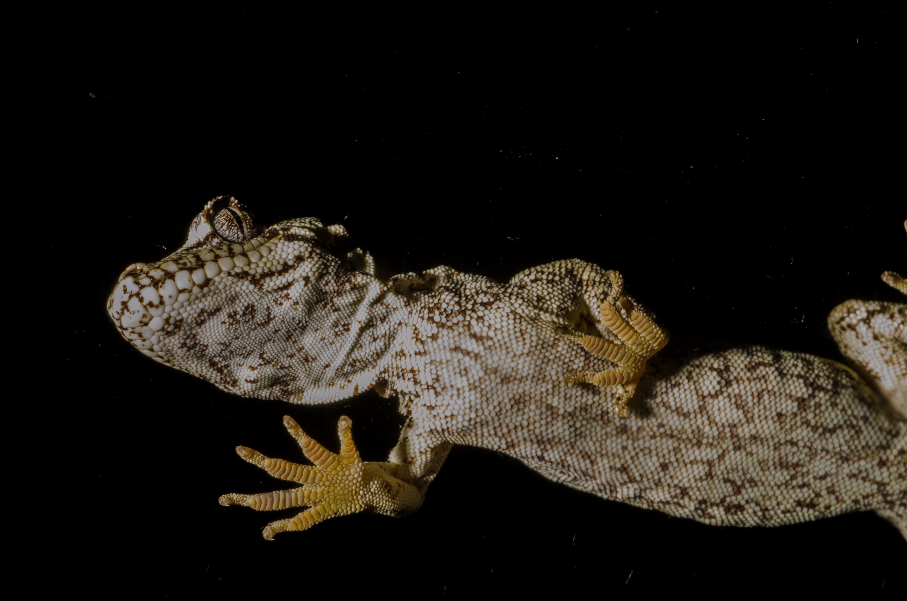 DSC_5315 – Forest, gecko, Hoplodactylus, granulatus, lizard, Crispin, reptiles, amphibians, rare, cold, blood, new, new zealand, zealand, nz